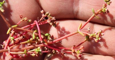 Crassula vaillantii, photographed by Tony Rebelo