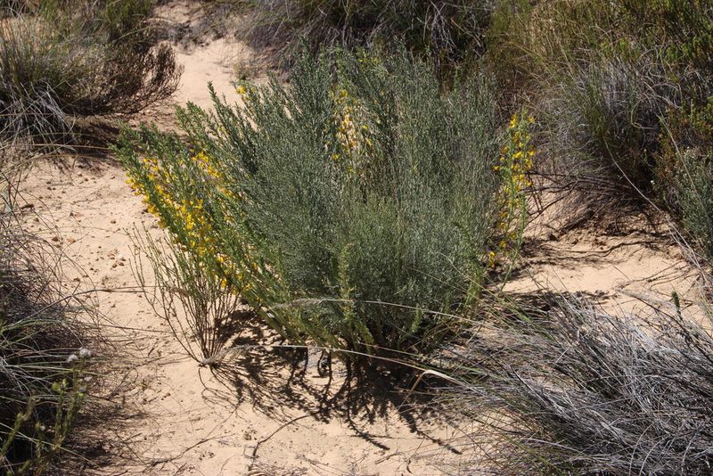 Rafnia spicata, photographed by Tony Rebelo