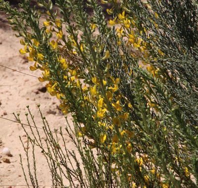 Rafnia spicata, photographed by Tony Rebelo