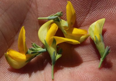 Rafnia spicata, photographed by Tony Rebelo