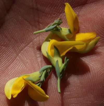 Rafnia spicata, photographed by Tony Rebelo