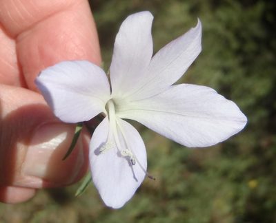 Barleria pretoriensis, photographed by Nicola van Berkel