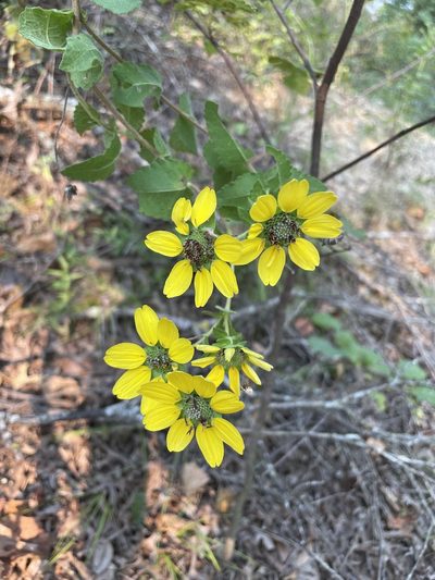 Berlandiera betonicifolia, photographed by Sula Vanderplank