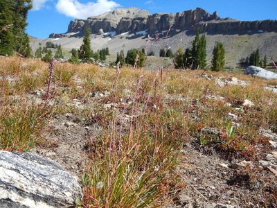 Vahlodea atropurpurea, photographed by Matt Lavin