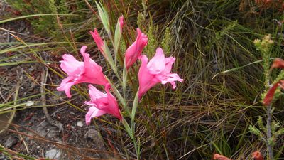 Gladiolus crispulatus, photographed by Di Turner