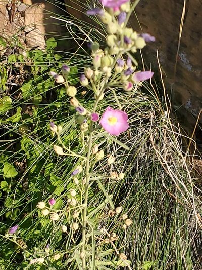 Sphaeralcea polychroma, photographed by Craig Martin