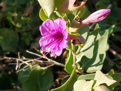 Mirabilis multiflora, photographed by Craig Martin