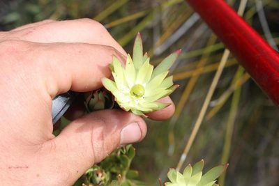Leucadendron loeriense, photographed by Brian du Preez