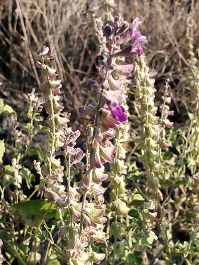 Salvia pinguifolia, photographed by Craig Martin