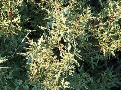 Berberis haematocarpa, photographed by Craig Martin