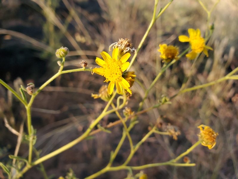 Hymenothrix pedata, photographed by Craig Martin