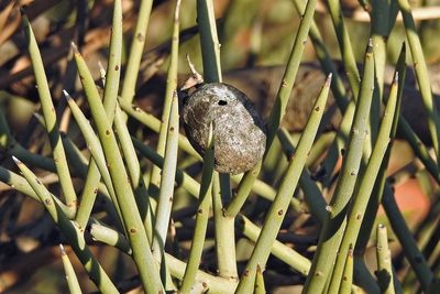 Ramorinoa girolae, photographed by Hugo Hulsberg