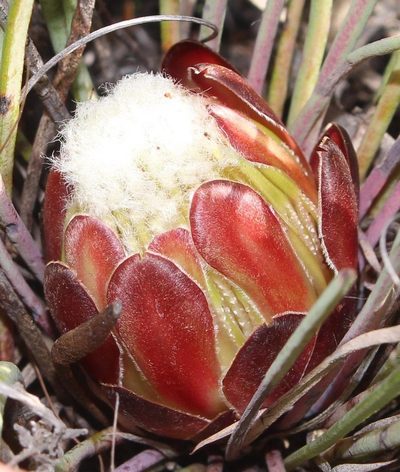 Protea intonsa, photographed by Brian du Preez