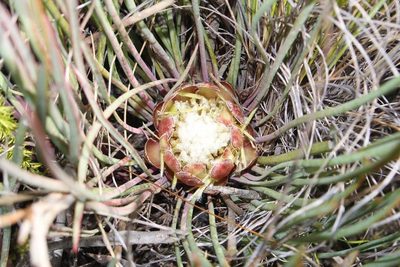 Protea intonsa, photographed by Brian du Preez