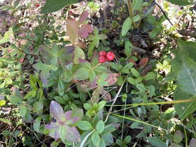 Cornus suecica, photographed by Henry Van T. Cotter