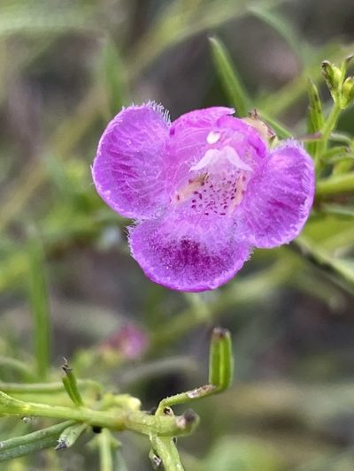 Agalinis homalantha, photographed by Sula Vanderplank