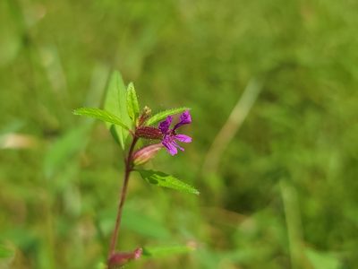 Cuphea viscosissima, photographed by Elias