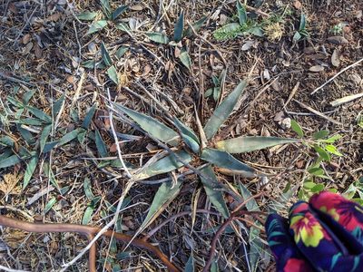 Agave parryi, photographed by Alexandre Passos