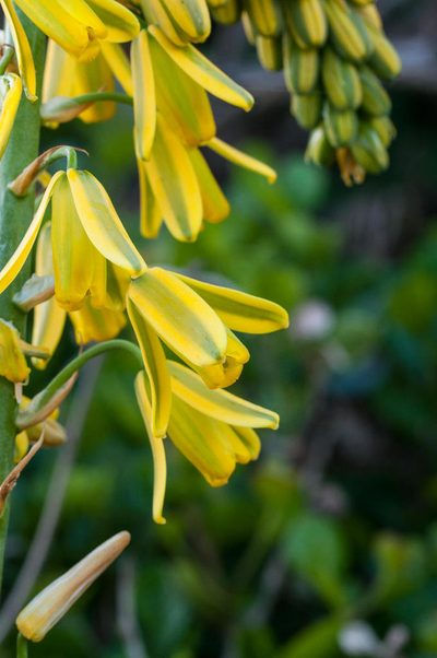 Albuca fragrans, photographed by magriet b