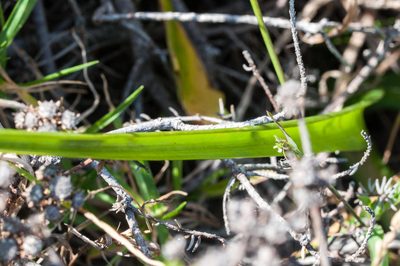 Albuca fragrans, photographed by magriet b