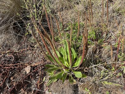 Plantago subnuda, photographed by Amelia Tauber