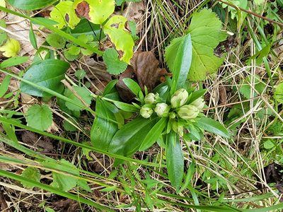 Gentiana villosa, photographed by Elias