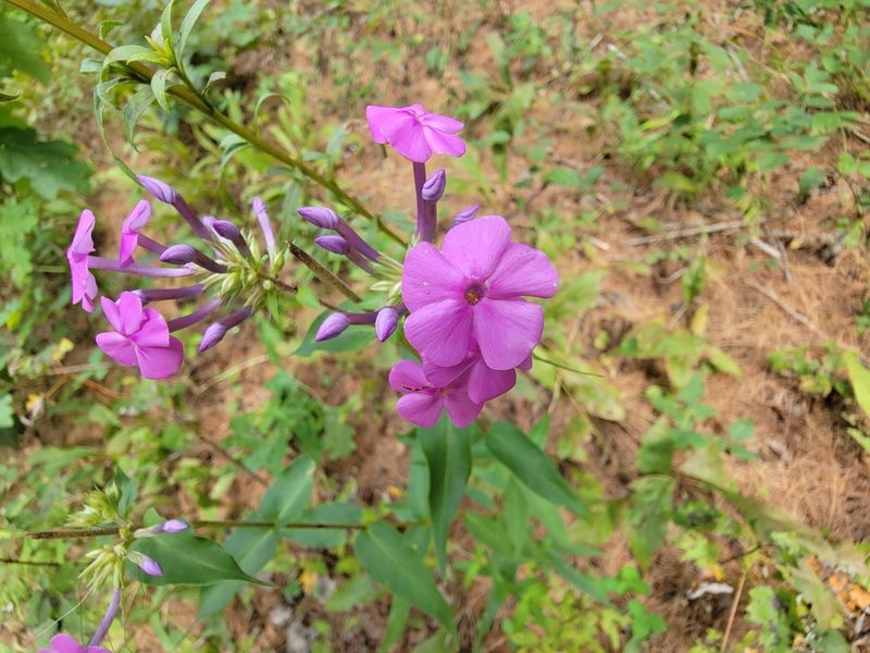 Phlox maculata, photographed by Elias