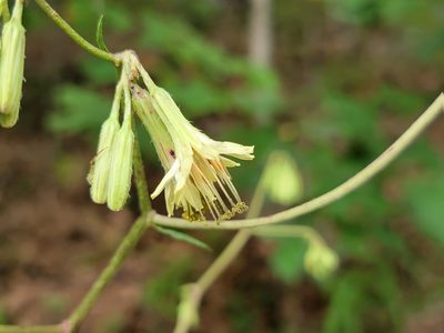 Nabalus serpentaria, photographed by Elias
