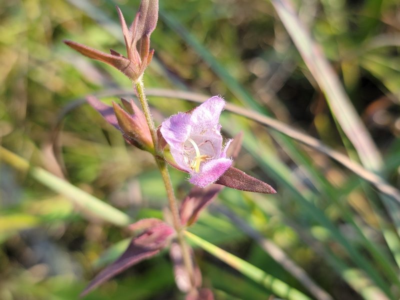 Agalinis auriculata, photographed by Elias