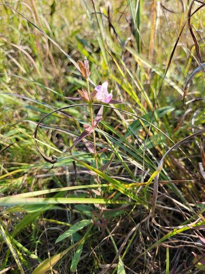 Agalinis auriculata, photographed by Elias