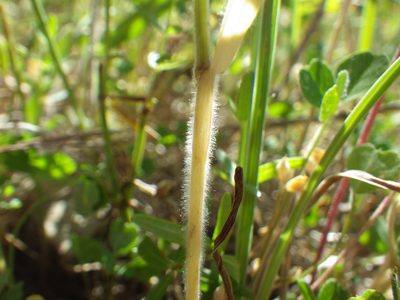 Bromus briziformis, photographed by Matt Lavin