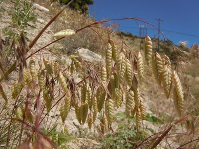 Bromus briziformis, photographed by Matt Lavin