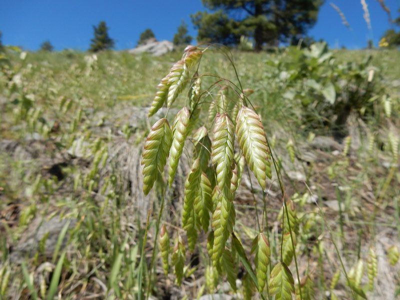 Bromus briziformis, photographed by Matt Lavin