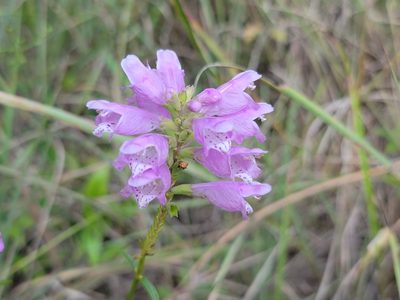Physostegia virginiana, photographed by Elias