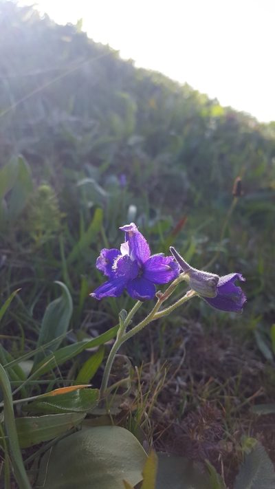 Delphinium decorum, photographed by Jamie Carter