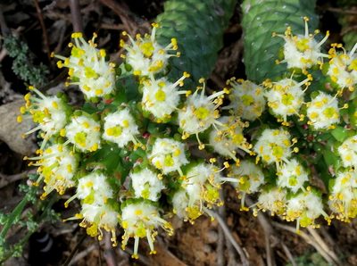 Euphorbia esculenta, photographed by Di Turner