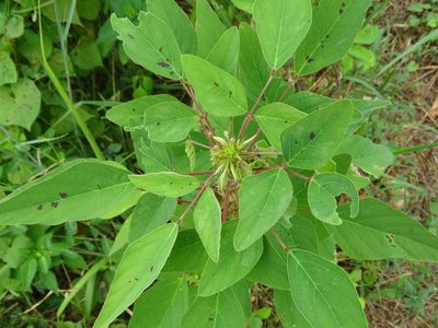 Desmodium tortuosum, photographed by 雲一百香果