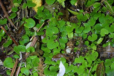 Corybas hatchii, photographed by Christopher Stephens