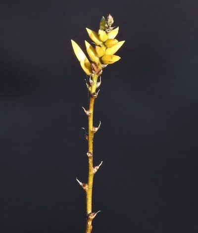 Dyckia floribunda, photographed by Hugo Hulsberg