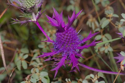 Eryngium leavenworthii, photographed by Michelle W. （鍾偉瑋）