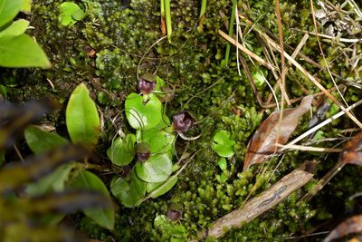 Corybas hatchii, photographed by Christopher Stephens