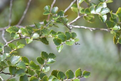 Nothofagus menziesii, photographed by Christopher Stephens