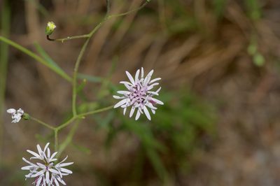 Palafoxia callosa, photographed by Michelle W. （鍾偉瑋）