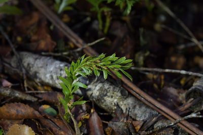 Tmesipteris tannensis, photographed by Christopher Stephens