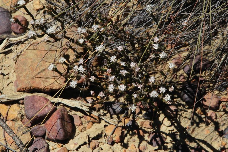 Agathosma squamosa, photographed by Tony Rebelo