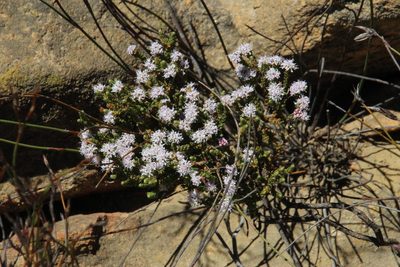 Agathosma squamosa, photographed by Tony Rebelo