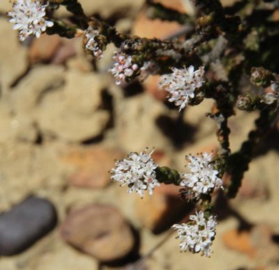 Agathosma squamosa, photographed by Tony Rebelo