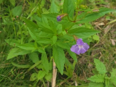 Mimulus ringens, photographed by Renato Robert
