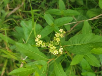 Penthorum sedoides, photographed by Renato Robert
