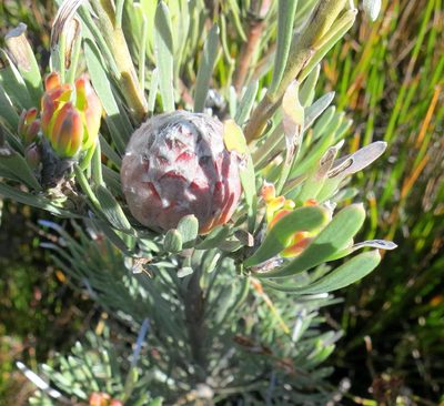 Leucadendron album, photographed by Di Turner